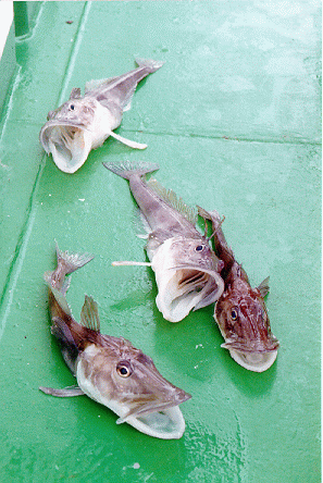 Ice fish