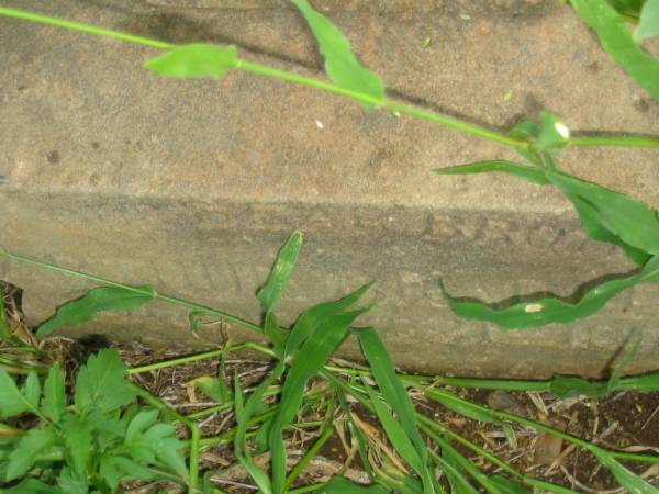 Arthur BRADLEY,  | brother,  | died 21 August 1905;  | Bell cemetery, Wambo Shire  | 