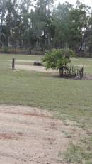 

Cawarral Cemetery

