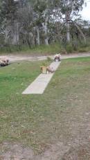 

Cooloola Coast Cemetery

