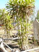 
Joachin EHRICH, husband,
born Holstein 10 Jan 1824
died 14 Mar 1908 aged 84 years 2 months,
farewell wife children;
Fernvale General Cemetery, Esk Shire
