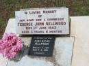 
Terence John SELLWOOD,
son grandson,
died 1 June 1943 aged 3 years 4 months;
John Henry SELLWOOD,
dad,
born 17-4-1917,
died 9-4-1998,
cremated;
Howard cemetery, City of Hervey Bay
