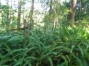 
North Tumbulgum cemetery, New South Wales

