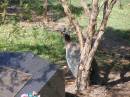 
Samsonvale Cemetery, Pine Rivers Shire
