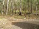 
Spicers Gap, Boonah Shire
