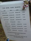 
The nine DAW babies
Name                Birth       Death        Age,
Mary Elizabeth      3 Jan 1875  20 Mar 1875  11 weeks,
Florence Eleanor    7 Feb 1876  21 Apr 1876   6 weeks,
William Henry       2 Mar 1877  20 Apr 1877   7 weeks
Albert Edward       8 Jul 1878   9 Nov 1878   4 months,
Alice Ann           16 Jan 1881  still born,
Thomas George       28 Apr 1882 27 Mar 1883  11 months,
Frederick Ernest    13 May 1885 13 Oct 1885   5 months,
Ethel Maud          11 Oct 1887 10 Nov 1887   4 weeks,
Elspeth Rose        12 Mar 1889 23 Apr 1889   6 weeks,

death cert shows Mary Elizabeths cause of death was Atrophy,
Only surviving child was Robert James, the first child, who lived to marry and have 3 sons,
Tingalpa Christ Church (Anglican) cemetery, Brisbane

