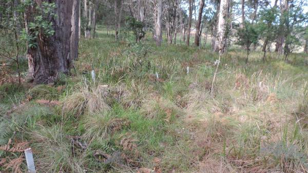   | Willsons Downfall cemetery,Tenterfield, NSW  |   | 