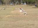 
Woodhill cemetery (Veresdale), Beaudesert shire

